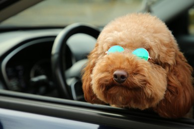 Photo of Cute dog in sunglasses inside black car, view from outside