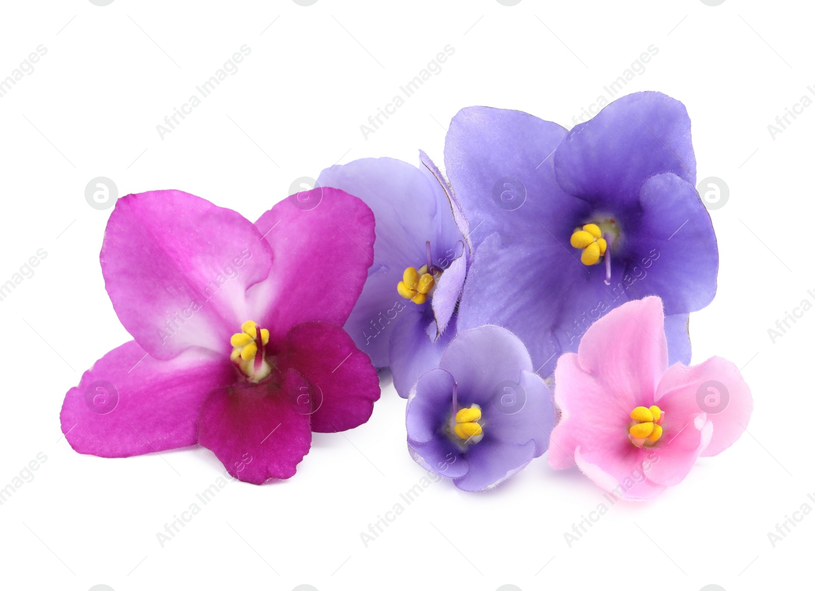 Photo of Fresh flowers of violet plant on white background