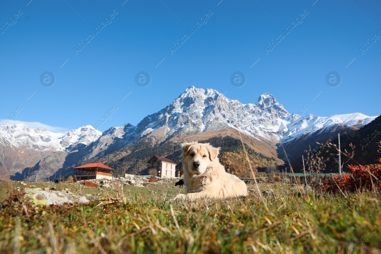 Photo of Adorable dog in mountains on sunny day