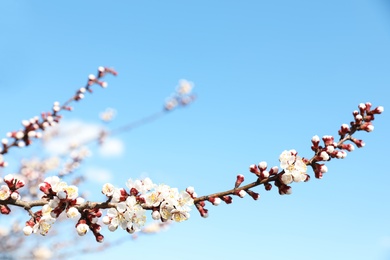 Beautiful apricot tree branch with tiny tender flowers against blue sky, space for text. Awesome spring blossom