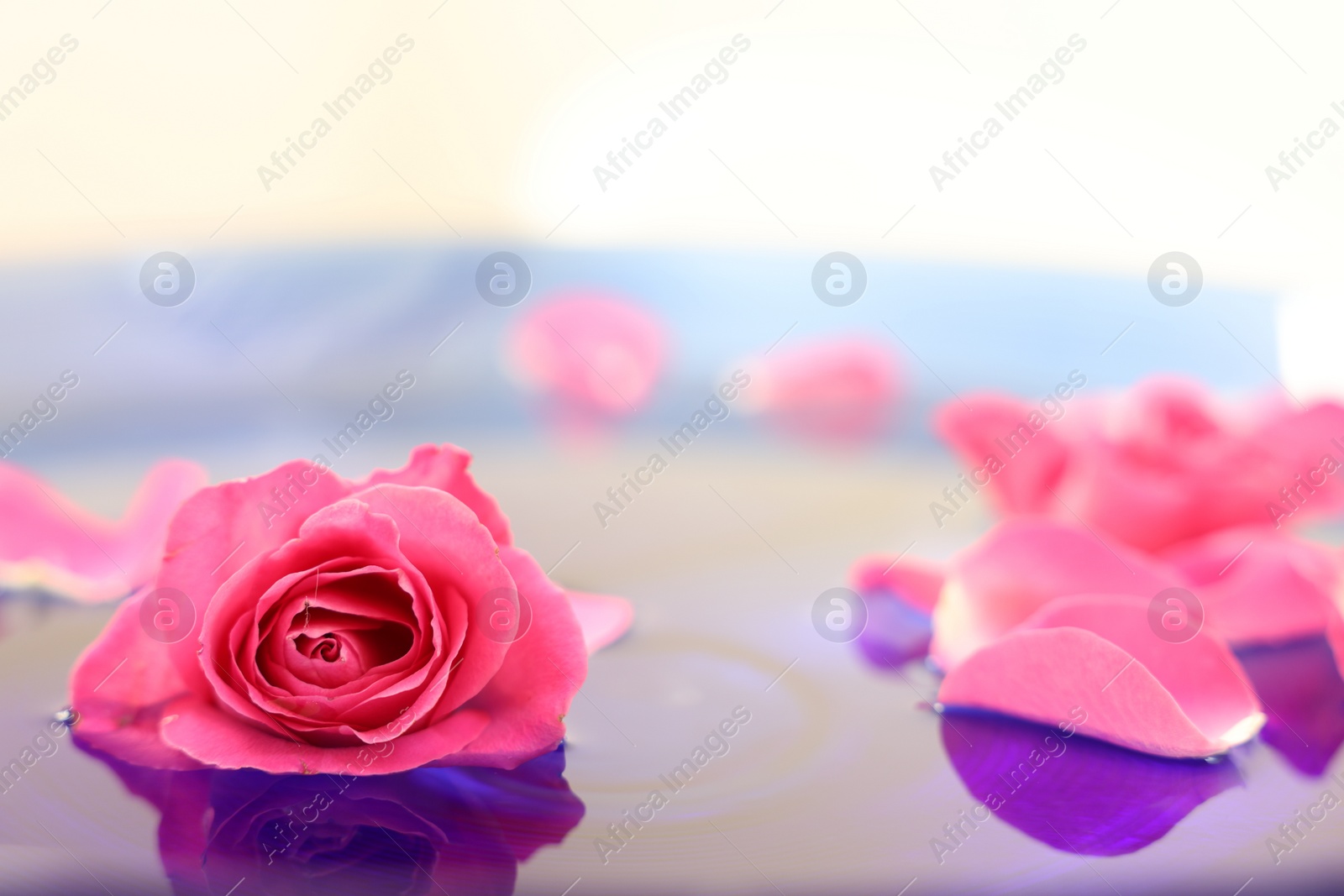 Photo of Pink rose and petals in water, closeup