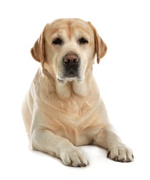 Photo of Yellow labrador retriever lying on white background