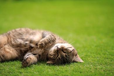 Photo of Cute tabby cat lying on green grass outdoors