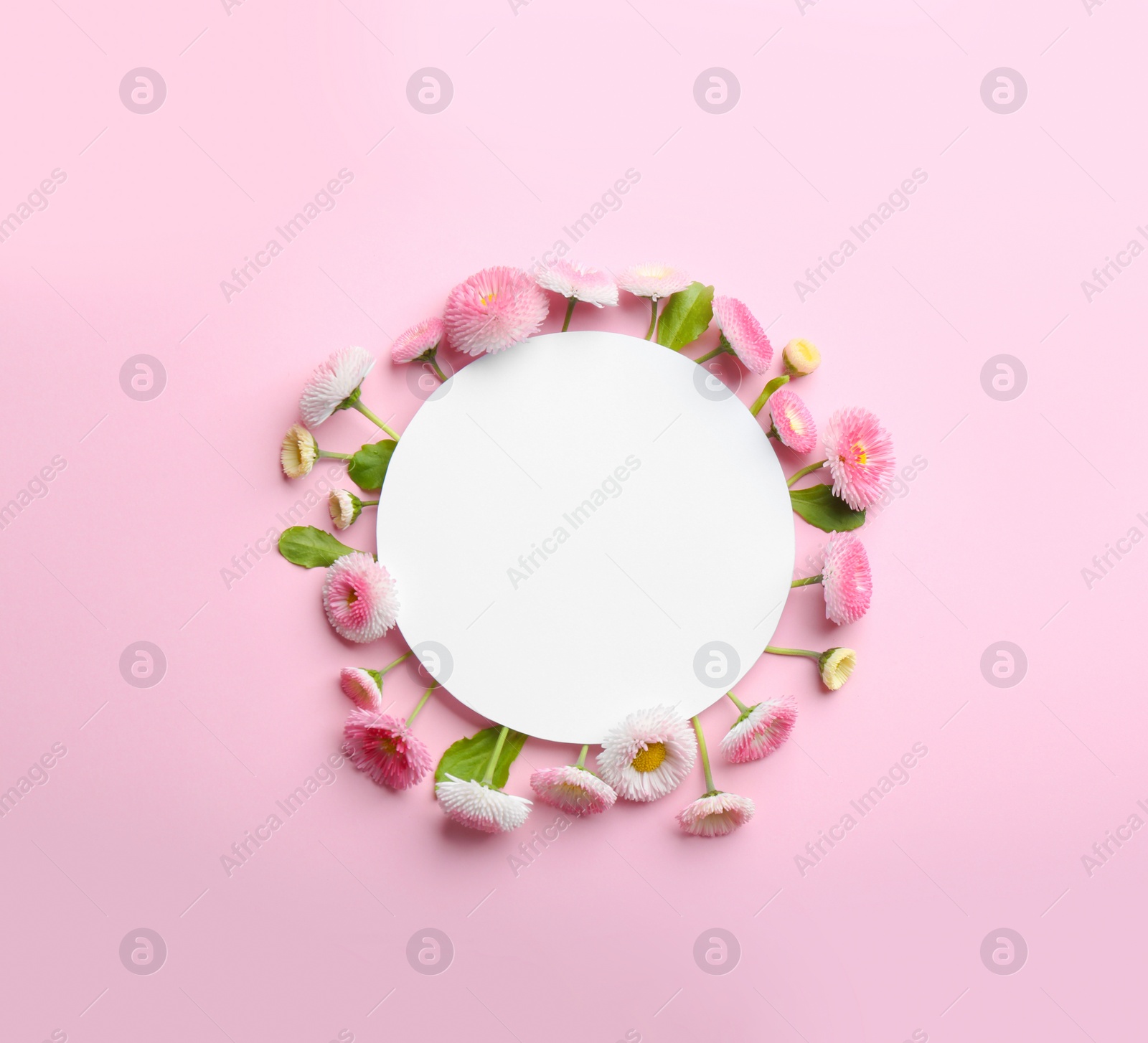 Photo of Flat lay composition with spring daisy flowers and card on color background. Space for text