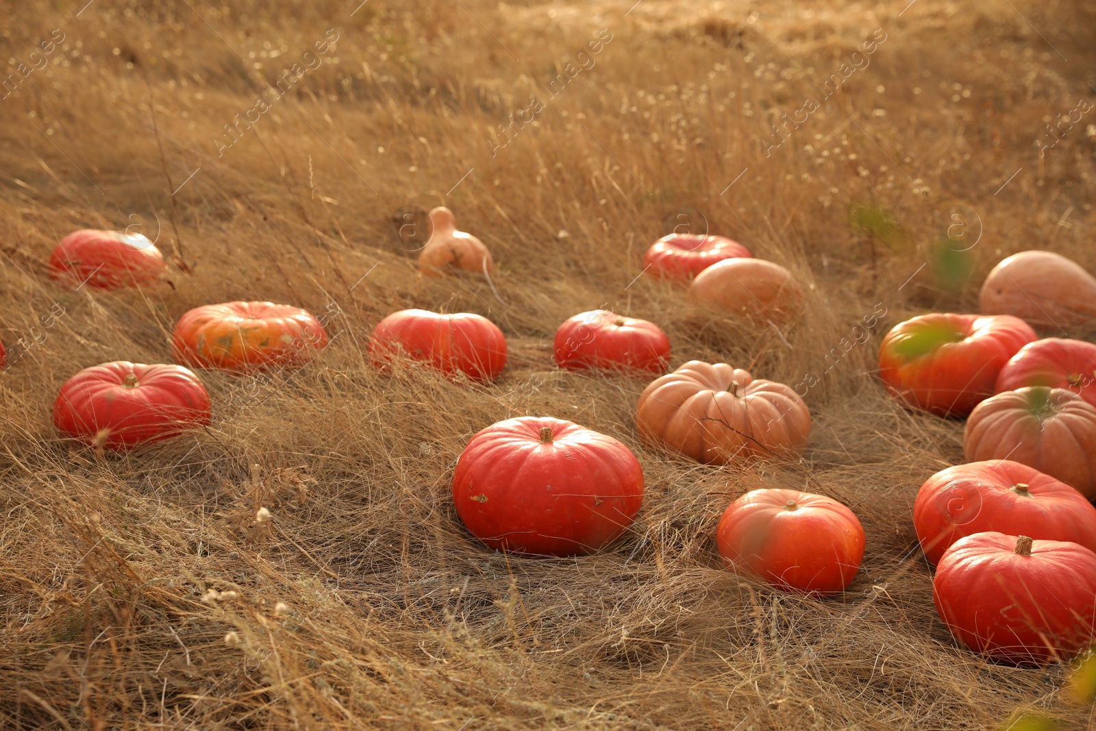 Photo of Ripe orange pumpkins among dry grass in field