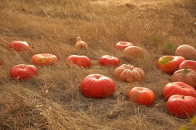 Photo of Ripe orange pumpkins among dry grass in field