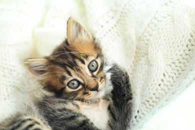 Cute little kitten on white knitted blanket, closeup view. Space for text