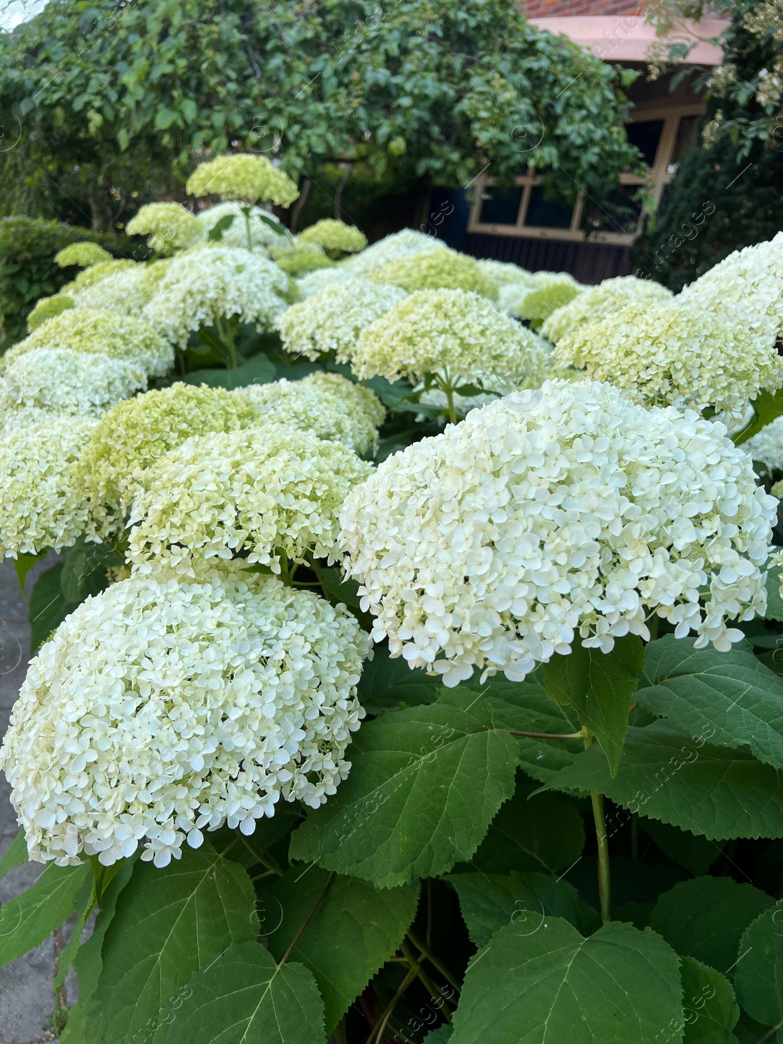 Photo of Beautiful hydrangea with blooming white flowers growing outdoors