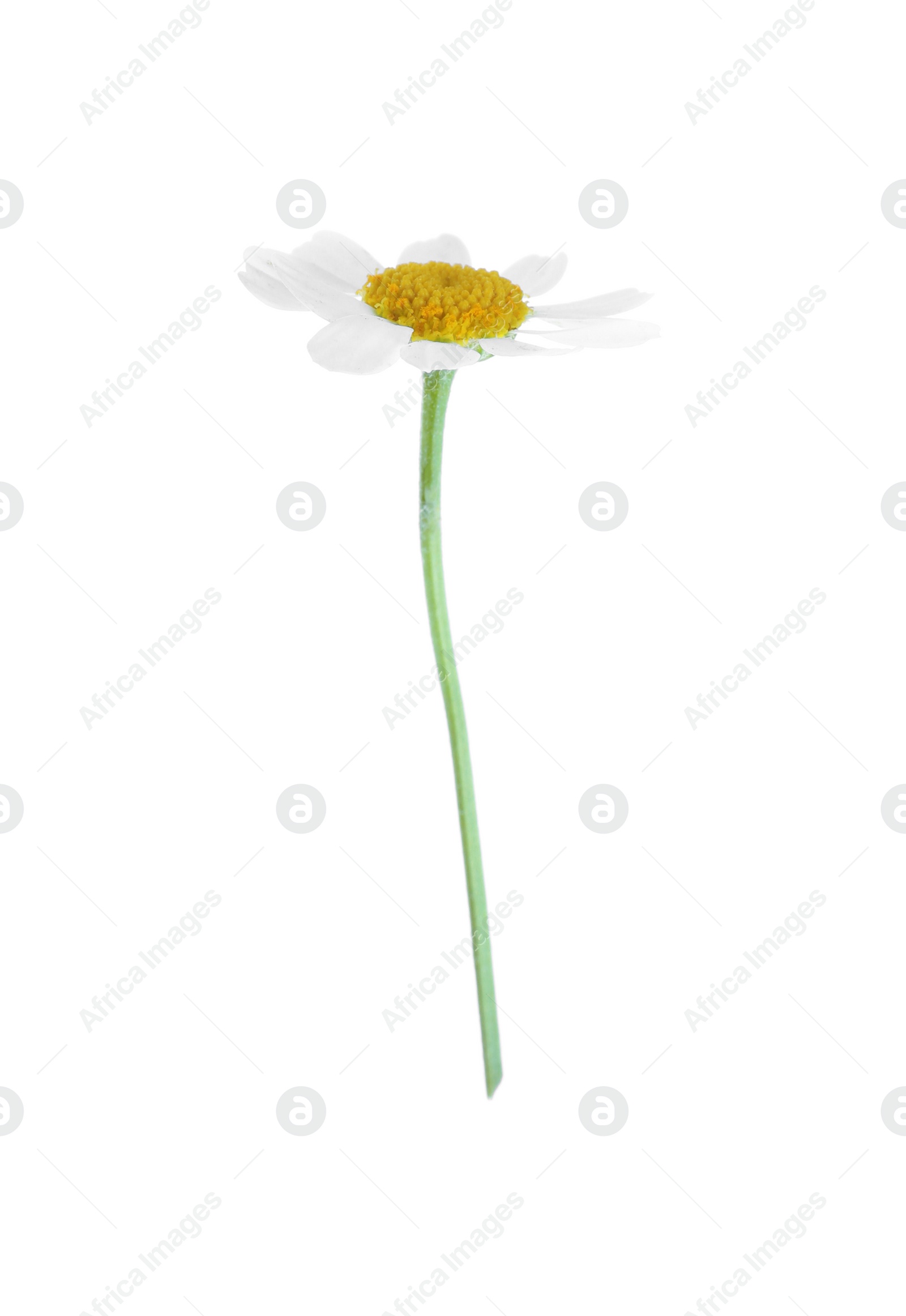 Photo of Blooming chamomile isolated on white. Beautiful flower