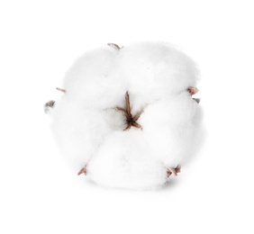 Photo of Beautiful fluffy cotton flower on white background