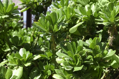 Photo of Beautiful exotic plant outdoors on sunny day, closeup