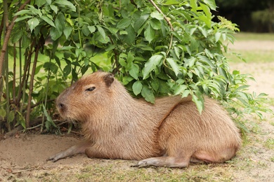 Photo of Beautiful capybara resting near green bush outdoors
