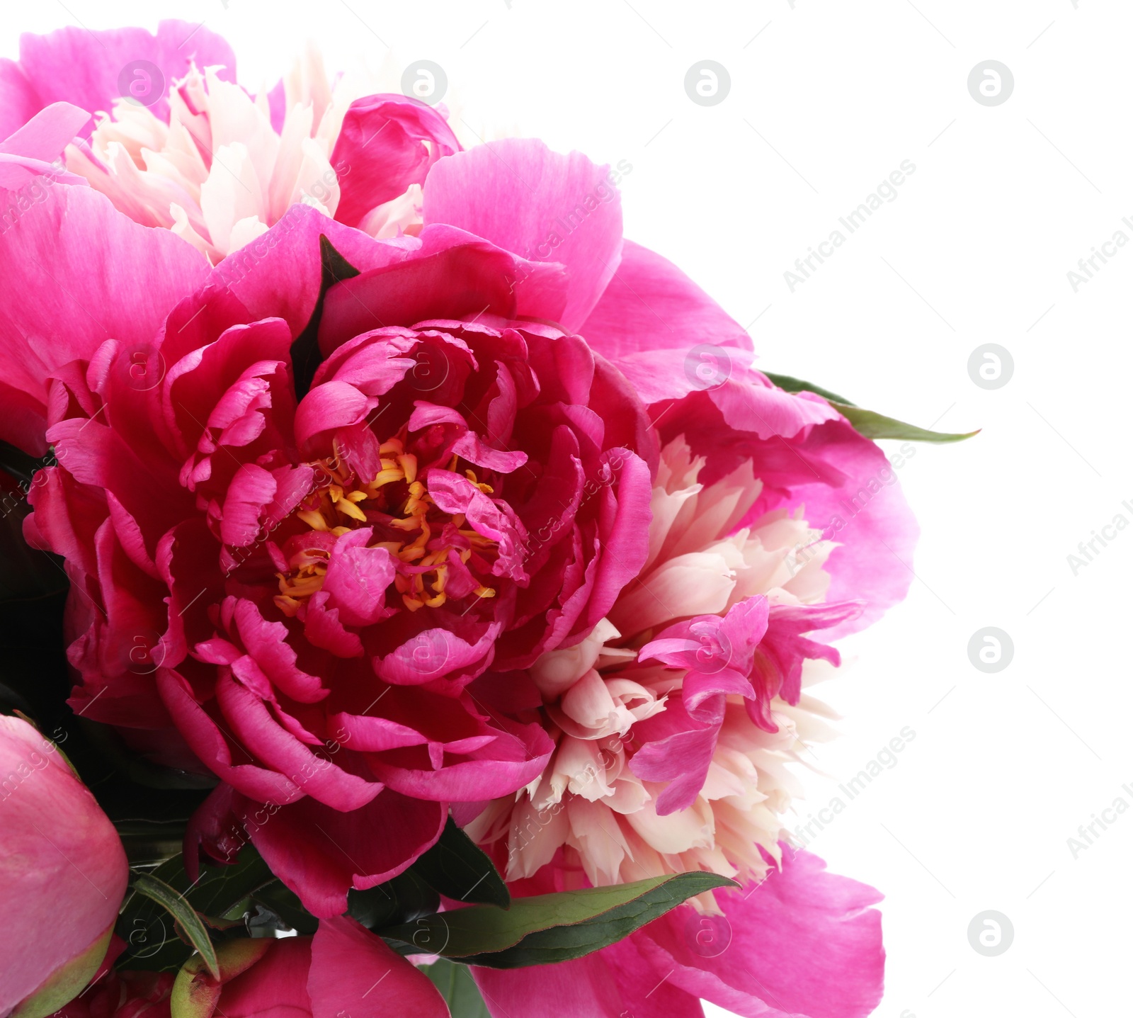 Photo of Bouquet of beautiful peonies on white background, closeup