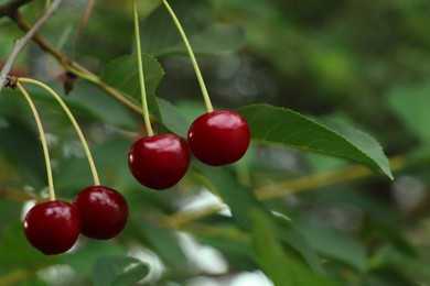 Photo of Closeup view of cherry tree with ripe red berries outdoors. Space for text