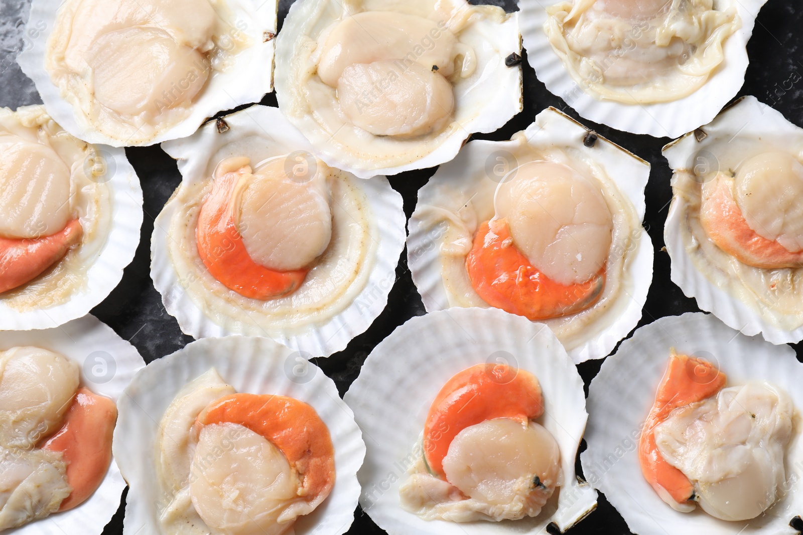 Photo of Fresh raw scallops with shells on black textured table, flat lay