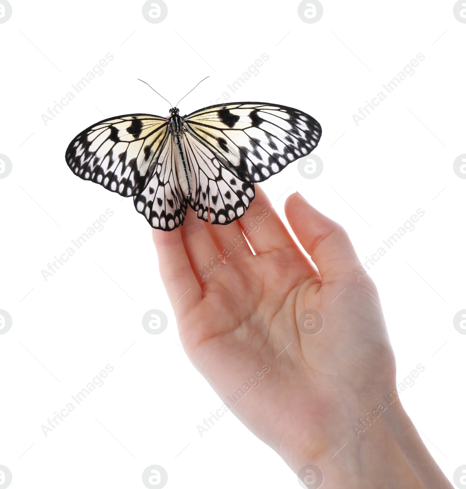 Photo of Woman holding beautiful rice paper butterfly on white background, closeup