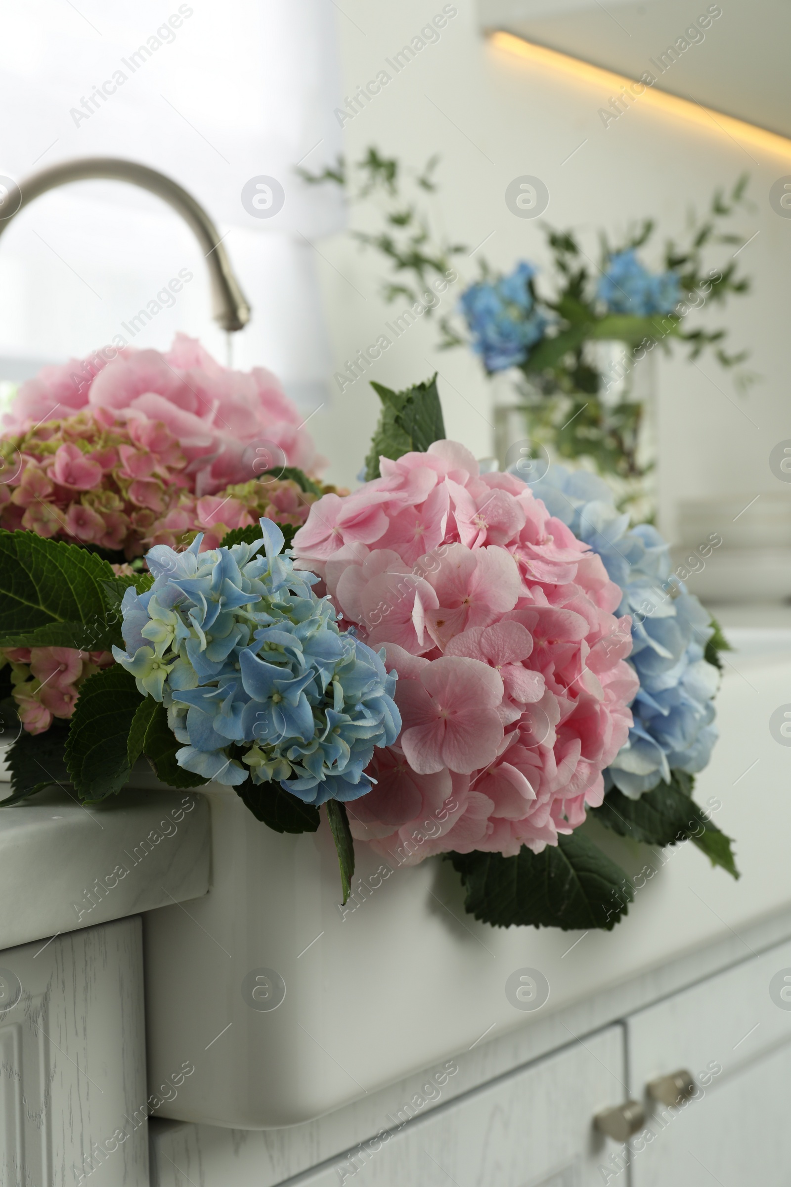 Photo of Beautiful light blue and pink hortensia flowers in kitchen sink