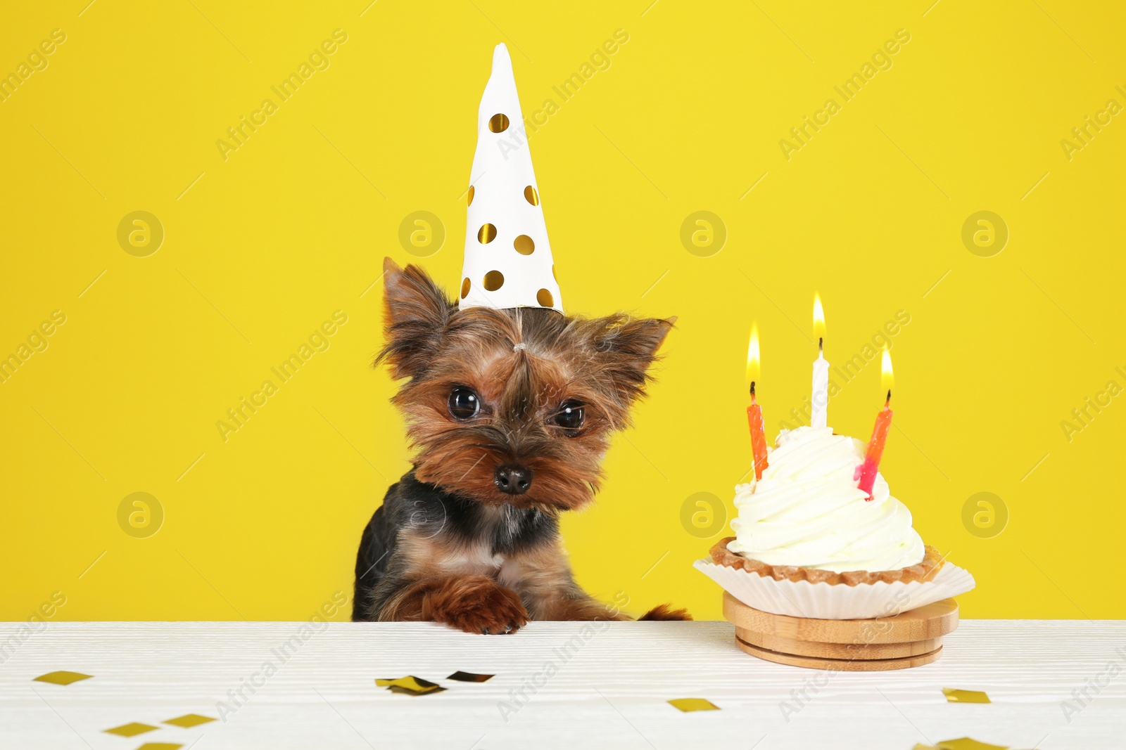 Photo of Cute Yorkshire terrier dog with birthday cupcake at table against yellow background