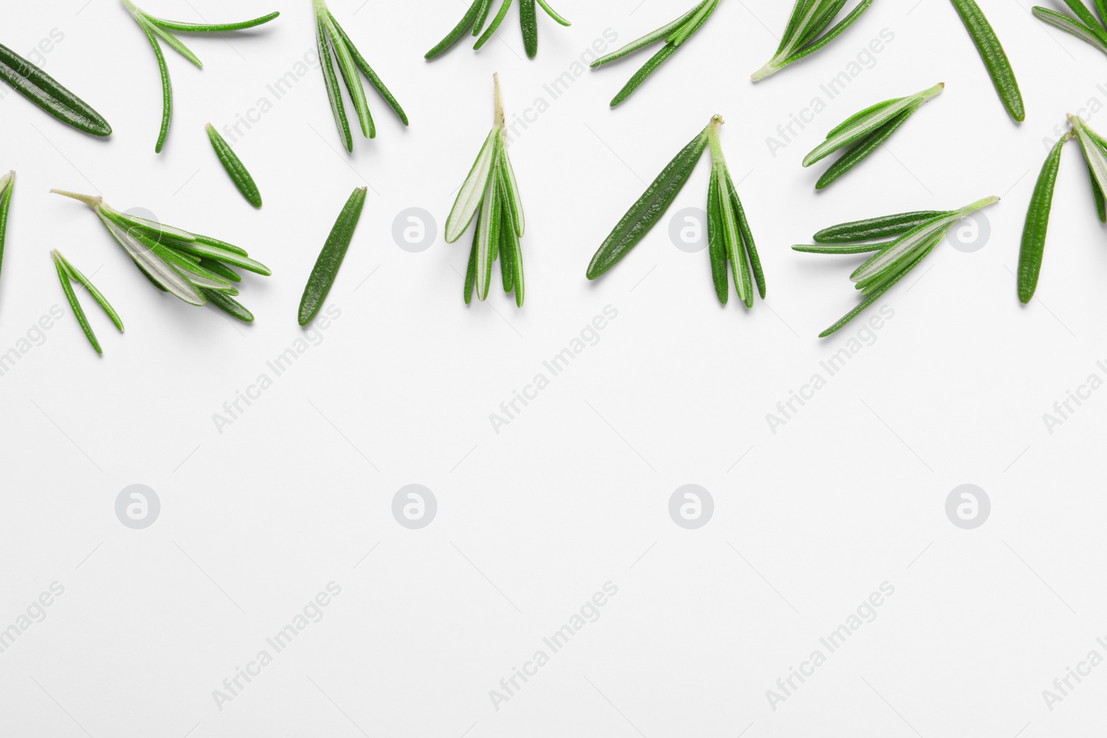 Photo of Sprigs of fresh rosemary on white background, flat lay. Space for text