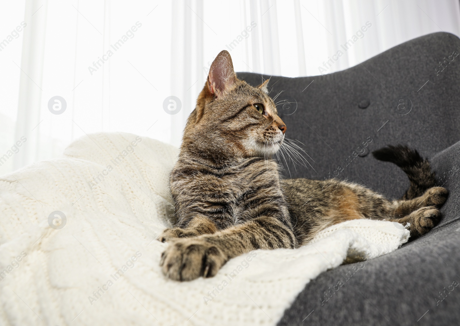 Photo of Cute tabby cat lying in armchair indoors. Friendly pet