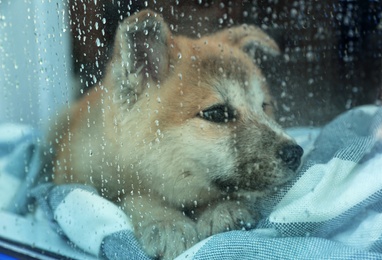 Photo of Cute little Akita Inu puppy waiting for owner at home on rainy day, view through wet window