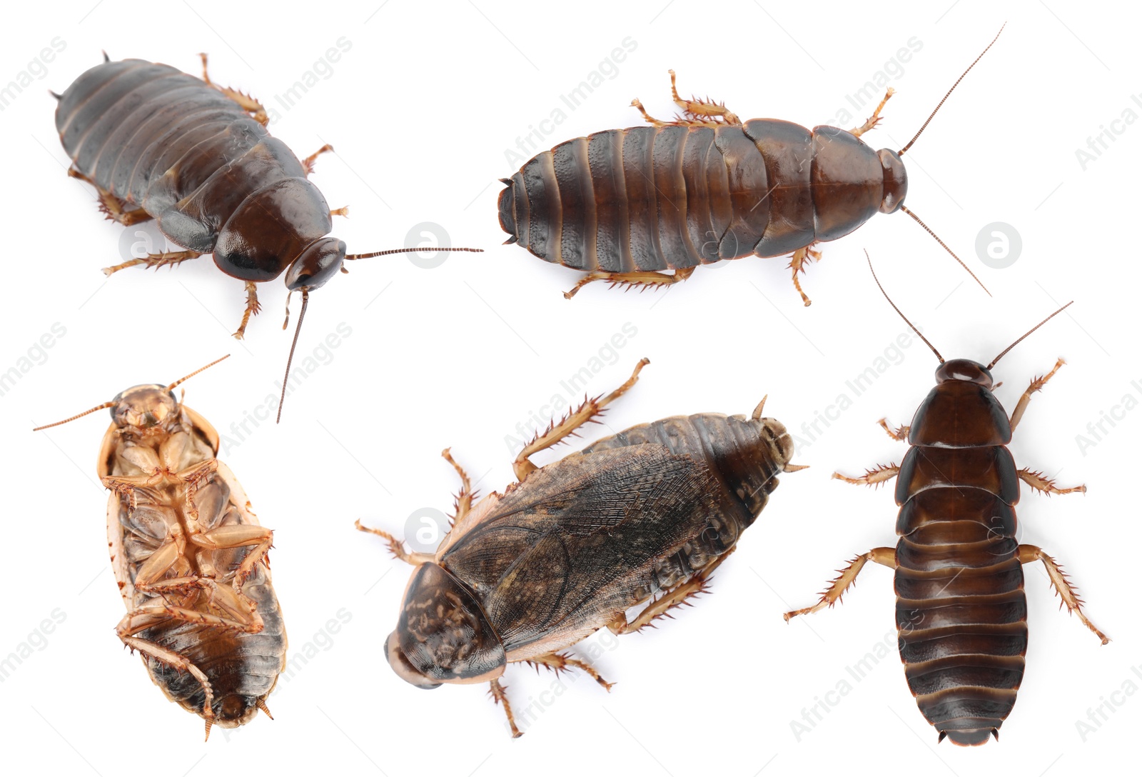 Image of Many cockroaches on white background, top view. Pest control