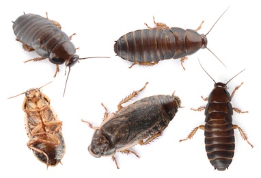 Image of Many cockroaches on white background, top view. Pest control