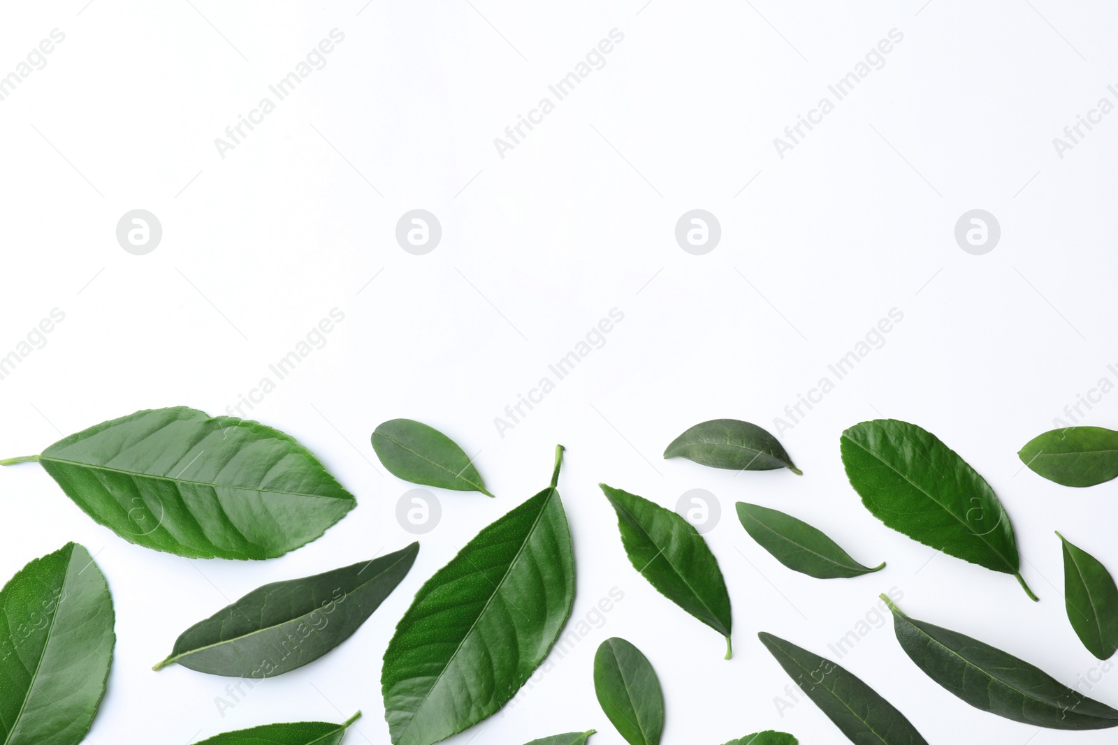 Photo of Fresh green citrus leaves on white background, top view. Space for text