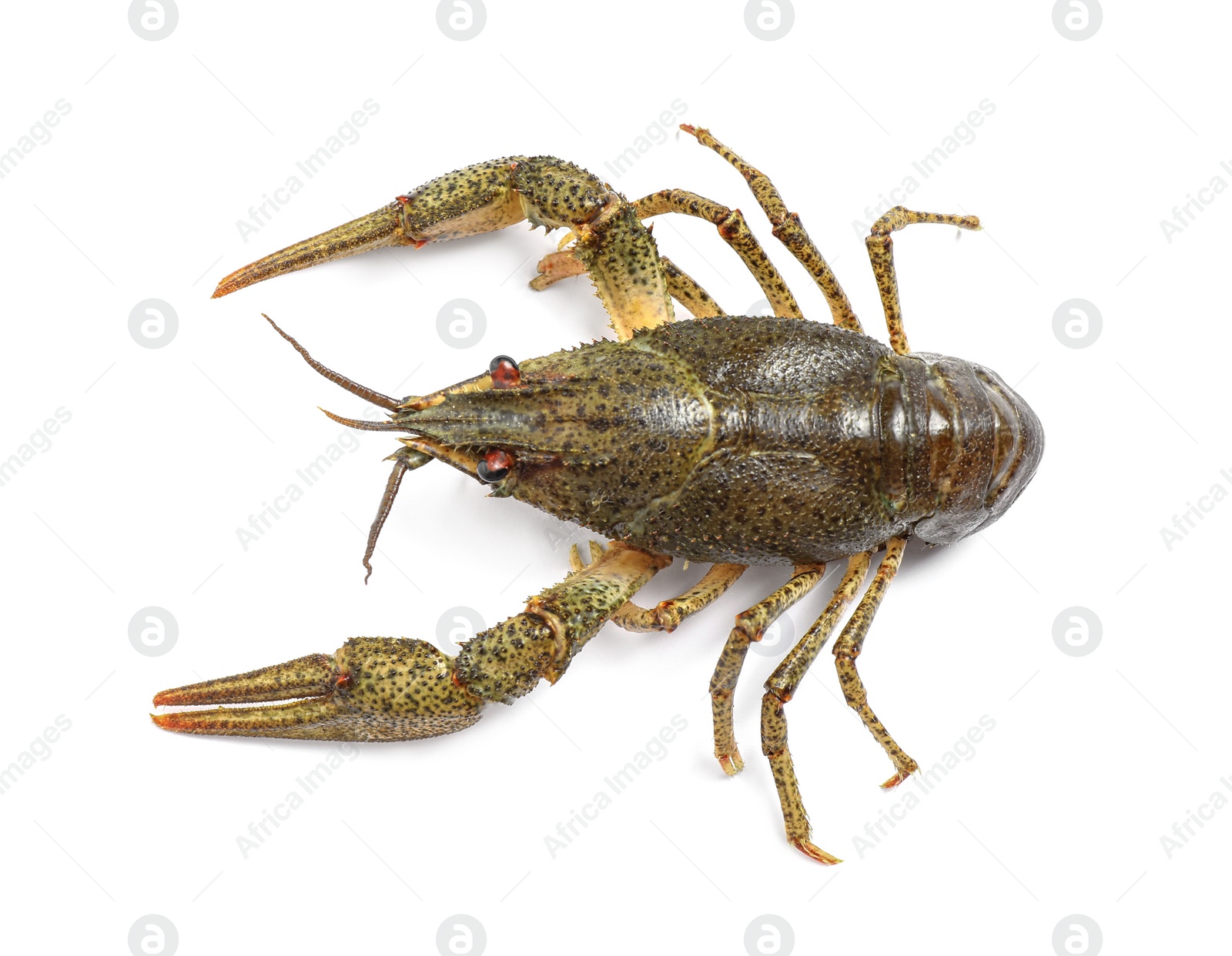 Photo of Fresh raw crayfish isolated on white, top view. Healthy seafood