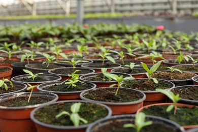 Many pots with soil and fresh seedlings in greenhouse, closeup