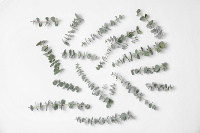 Fresh eucalyptus leaves on white background, top view