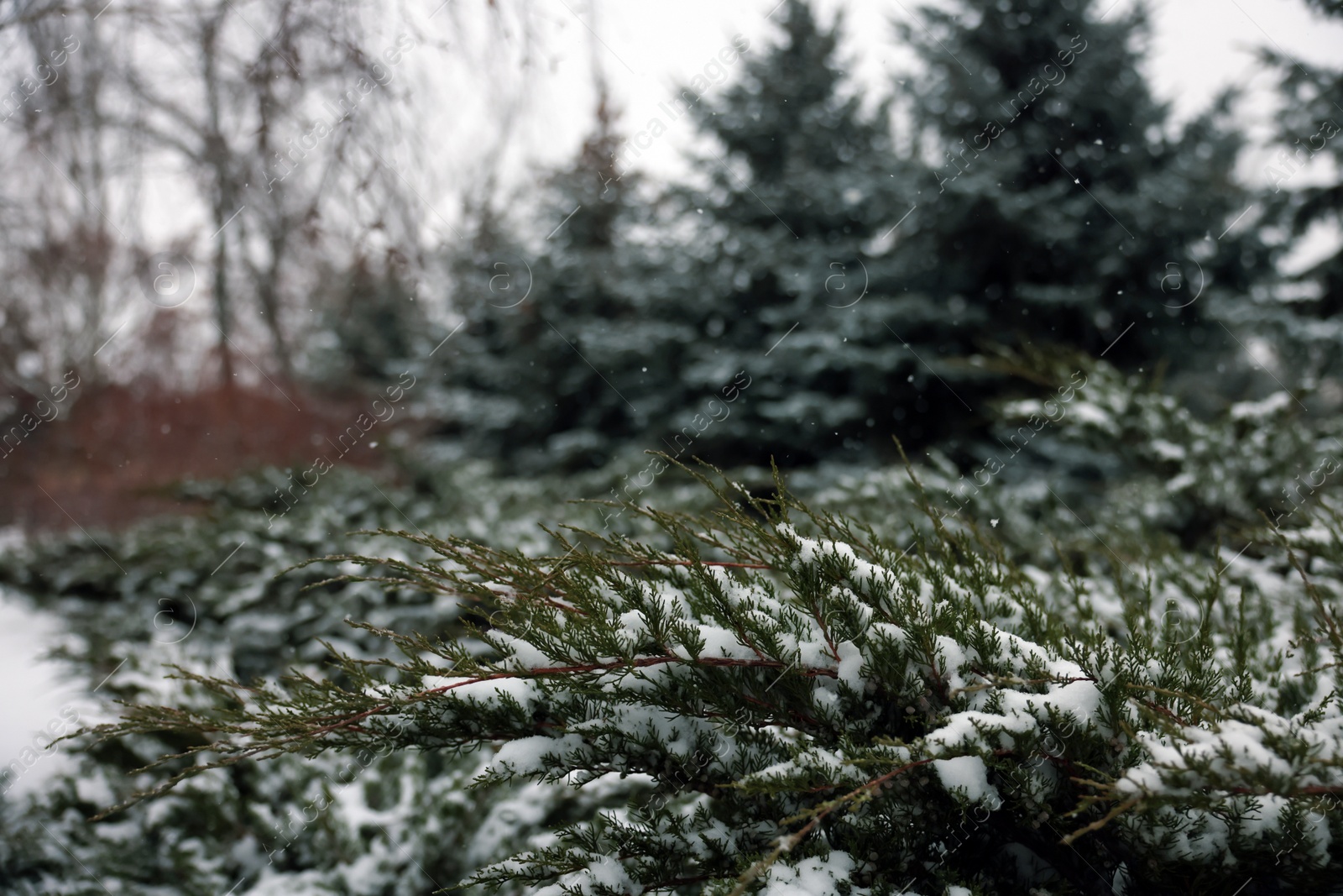Photo of Branch of coniferous tree covered with snow