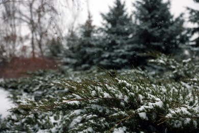 Photo of Branch of coniferous tree covered with snow
