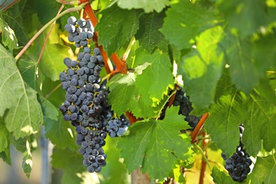 Fresh ripe juicy grapes growing in vineyard