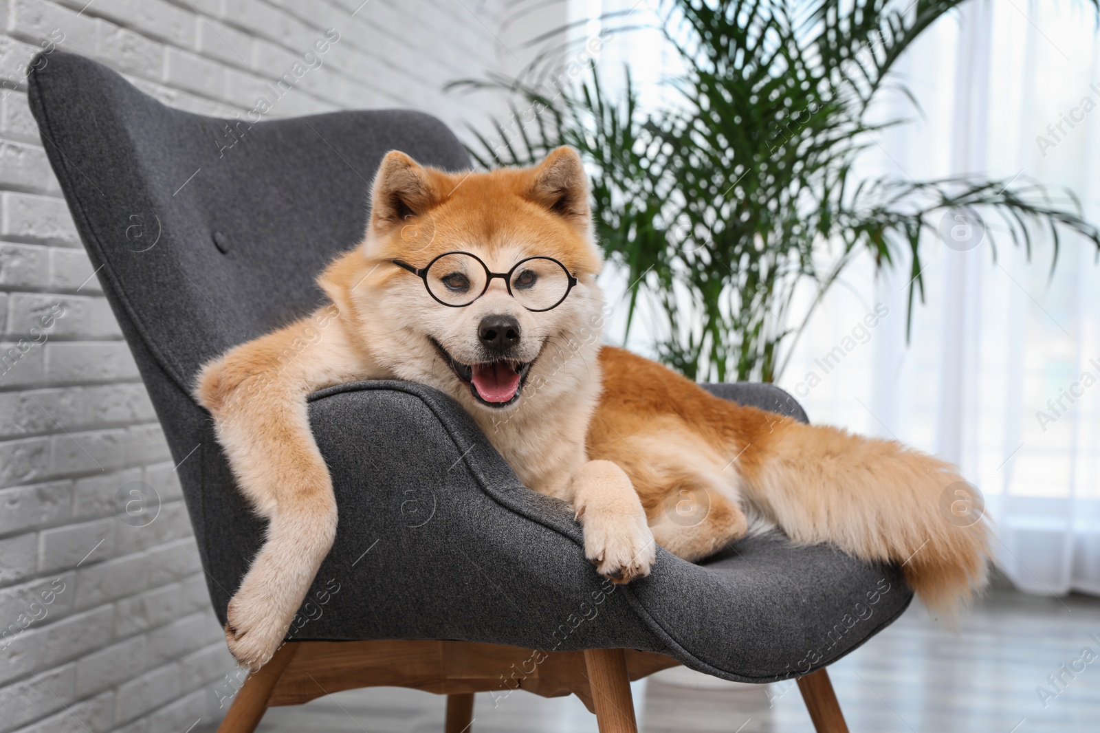 Photo of Cute Akita Inu dog with glasses on sofa in living room