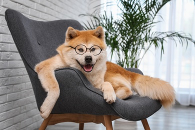 Cute Akita Inu dog with glasses on sofa in living room