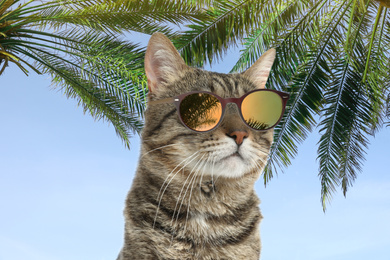Image of Cute tabby cat wearing sunglasses and blue sky with palms on background