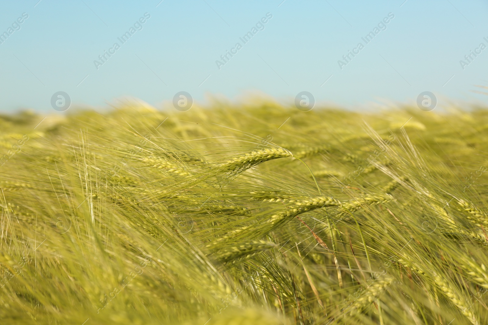 Photo of Wheat field on sunny day. Amazing nature in  summer