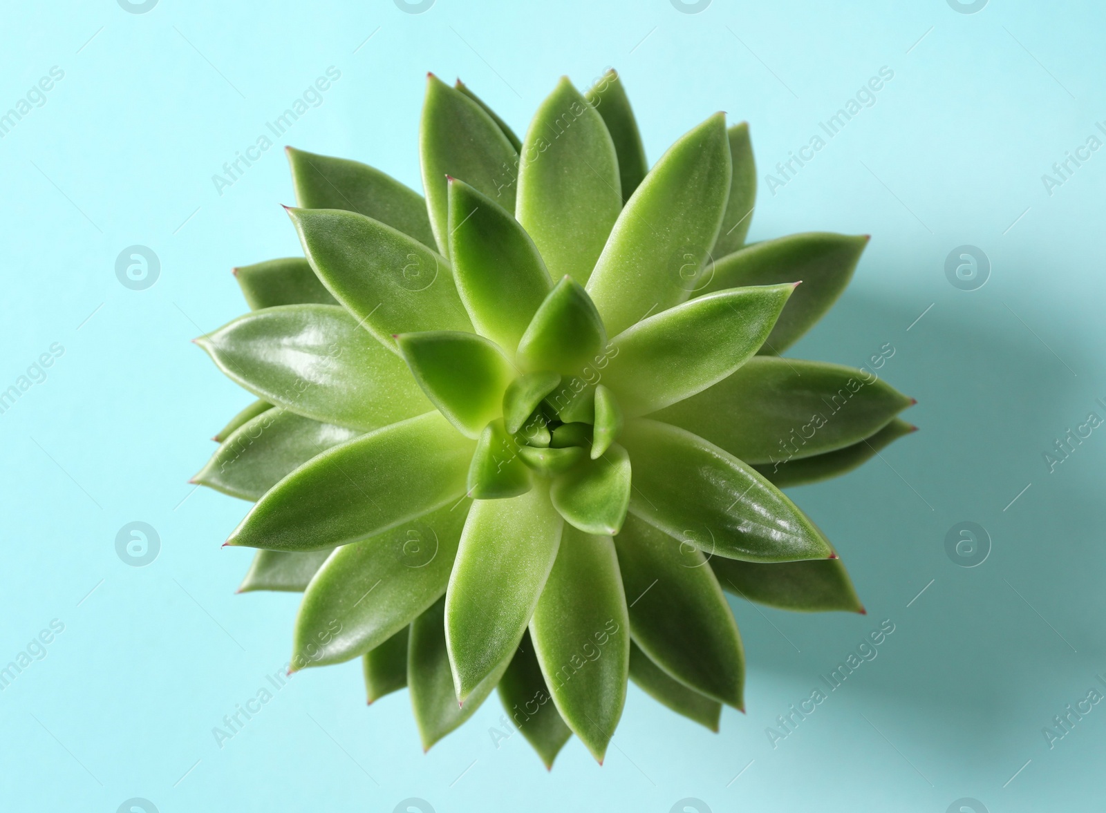Photo of Beautiful echeveria on light blue background, top view. Succulent plant