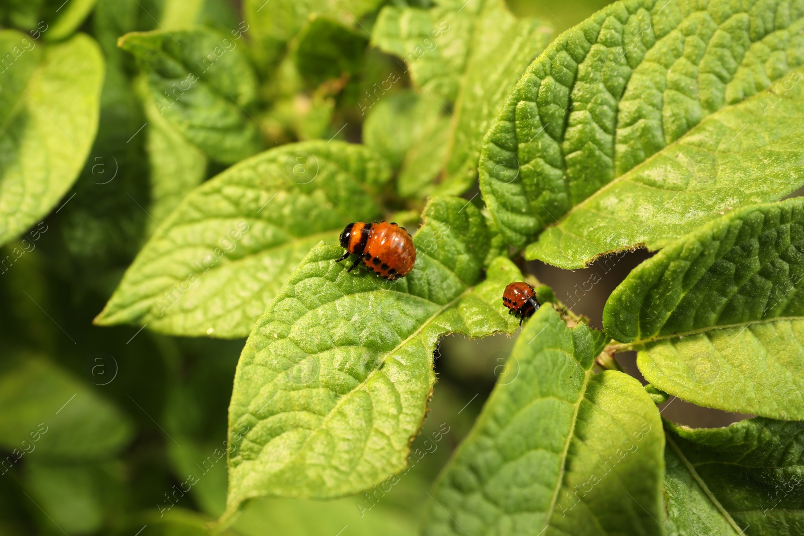 Photo of Colorado potato beetle larvae on green plant outdoors, closeup