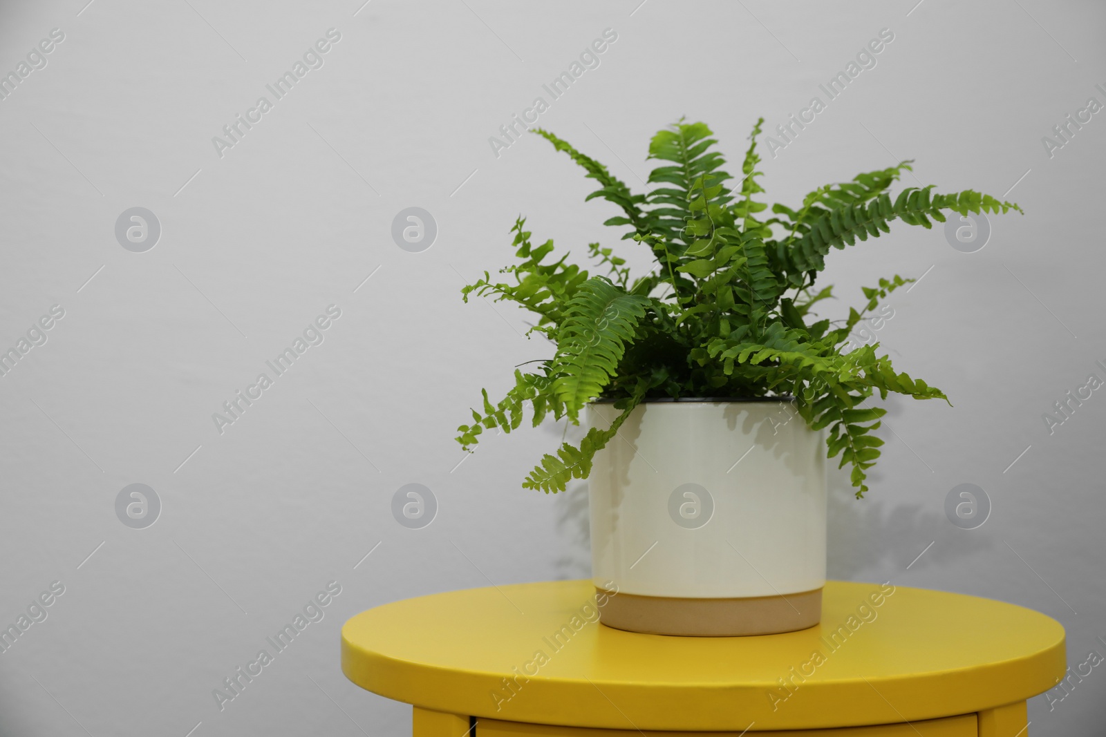 Photo of Beautiful fresh potted fern on yellow table. Space for text