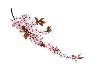 Sakura tree branch with beautiful pink blossoms isolated on white