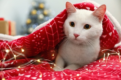 Photo of Cute white cat under blanket on bed in room decorated for Christmas. Cozy winter