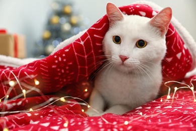 Cute white cat under blanket on bed in room decorated for Christmas. Cozy winter