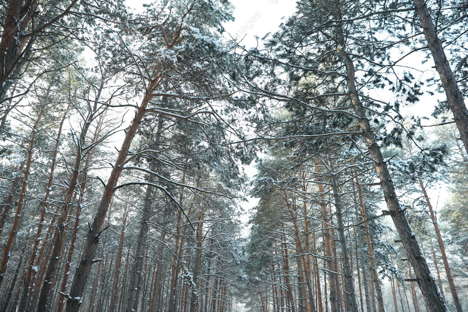 Photo of Beautiful forest covered with snow in winter