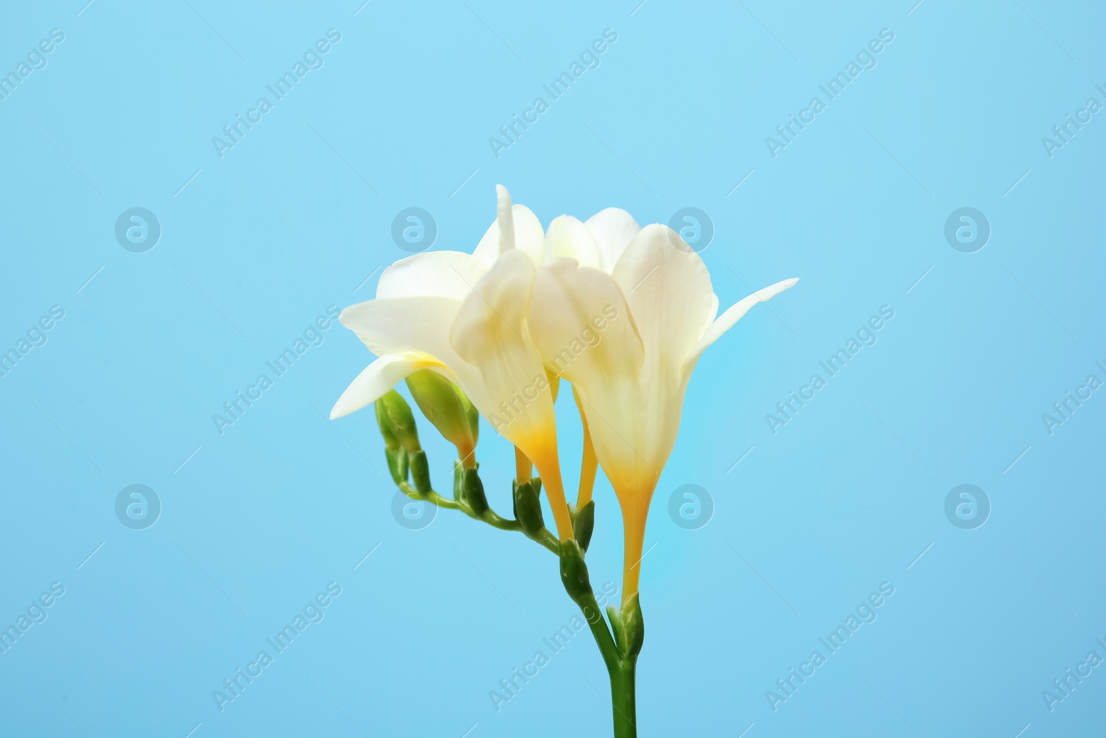 Photo of Beautiful freesia flower on color background