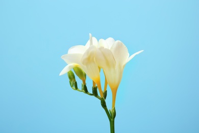 Beautiful freesia flower on color background