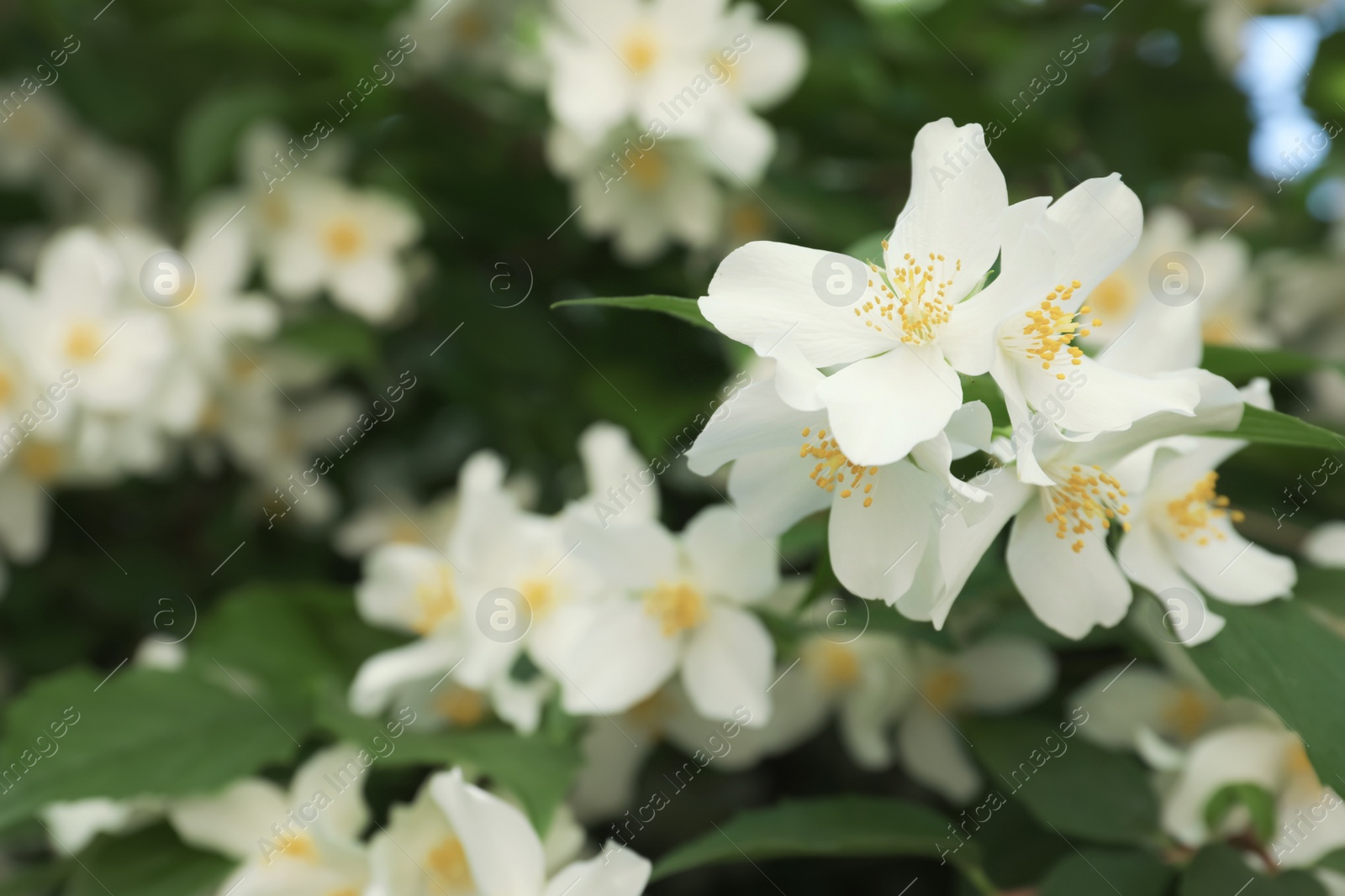 Photo of Beautiful blooming white jasmine shrub outdoors, closeup. Space for text