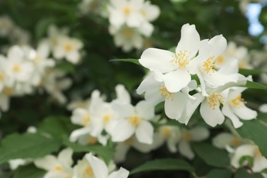 Photo of Beautiful blooming white jasmine shrub outdoors, closeup. Space for text