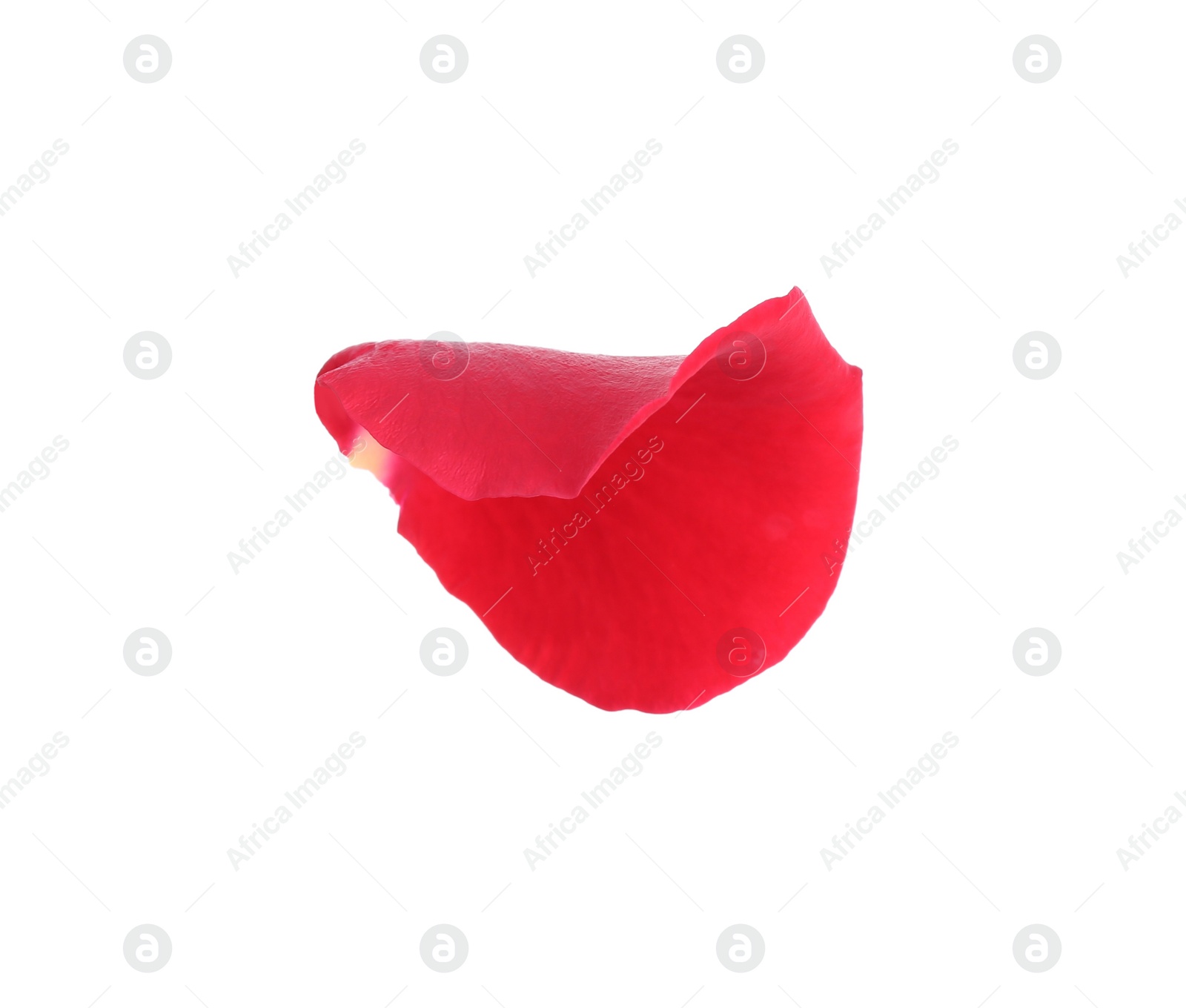 Photo of Tender red rose petal isolated on white